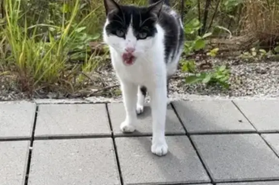 Animaux trouvés Niederhausbergen, photo: Chat noir et blanc trouvé sociable à Niederhausbergen