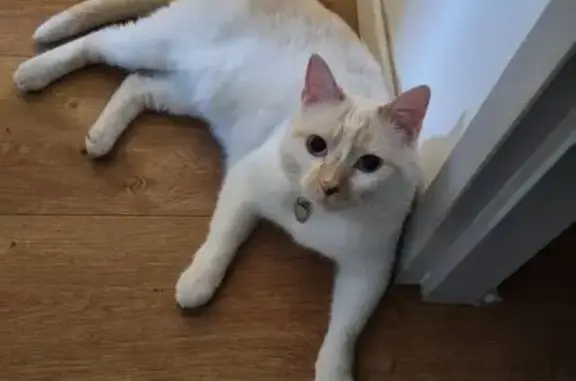 Animaux perdus Montpellier, photo: Chatte blanche tachetée perdue à Montpellier