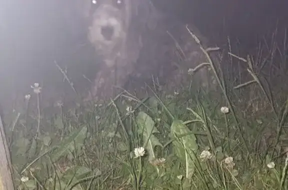 Animaux trouvés Nouvelle-Aquitaine, photo: Chien des Pyrénées trouvé à Labastide