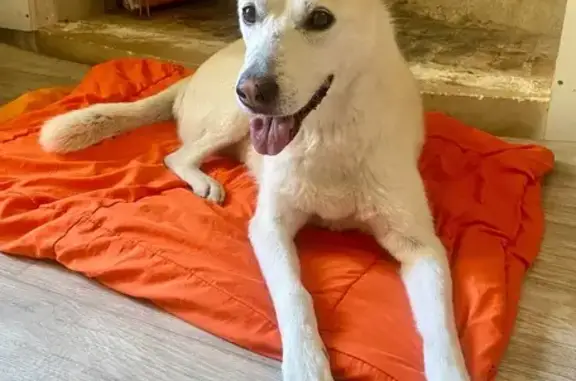 Chienne perdue à Tours, Husky/Labrador - photo