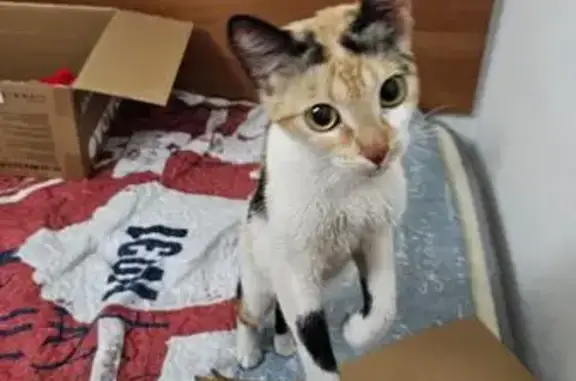 Animales encontrados Salamanca, foto: Adopta a Gatita Tricolor Cariñosa y Sana