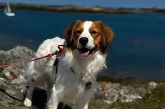 Chien perdu Vern-sur-Seiche, photo : Chien perdu : Veiko, blanc/marron, Vern-sur-Seiche