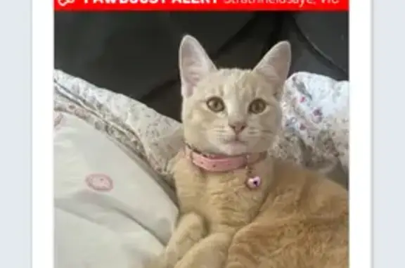 Lost Ginger Cat in Greater Bendigo