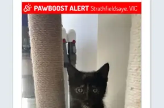 Lost Cat Alert: Greater Bendigo, VIC