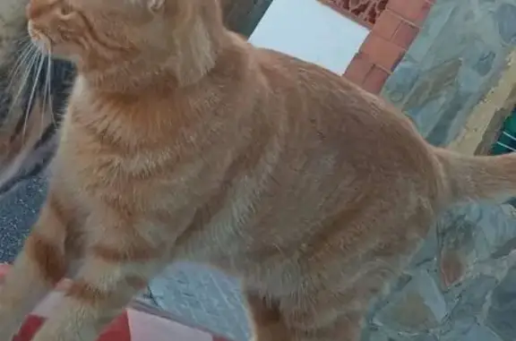 Perdido: Gato Canela con Collar Marrón