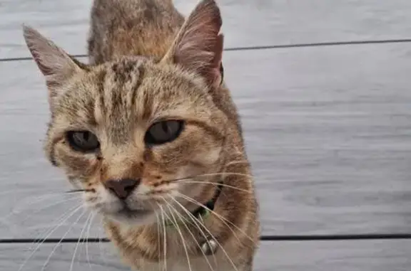 Animaux trouvés , photo: Chat fauve trouvé avec collier à Chaumousey