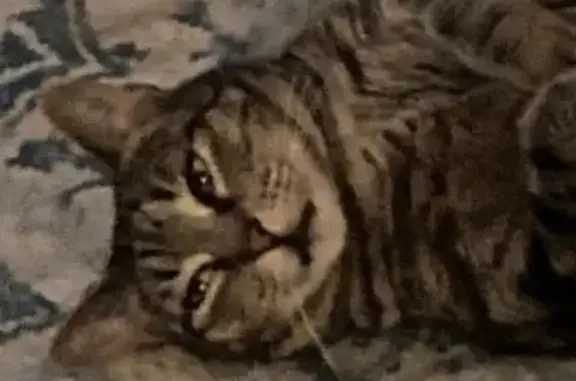Lost Tabby Cat MoAnna in Newark Area