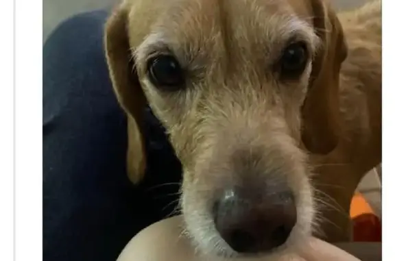 cachorro desaparecida