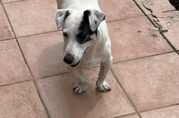 Chien trouvé , photo: Chien noir et blanc trouvé à Hon-Hergies