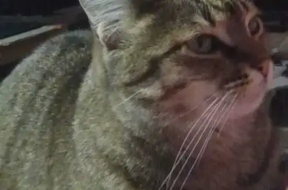Gata Perdida en Córdoba: Ayuda para Janna