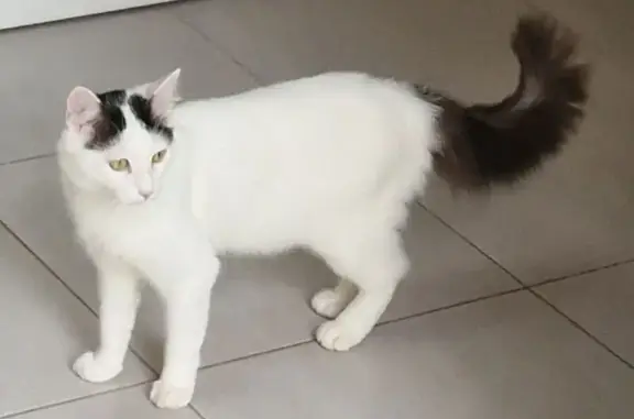 Chat perdu : Crapule, blanc et noir, Amiens - photo