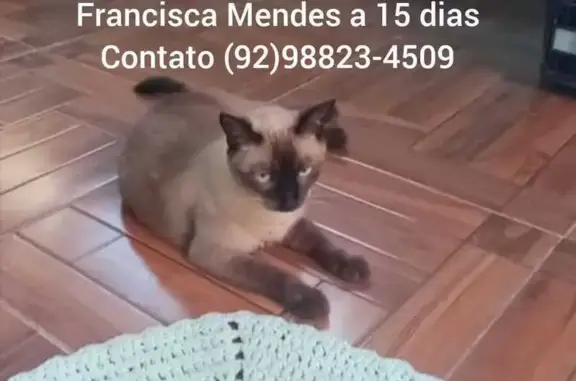gato desaparecida