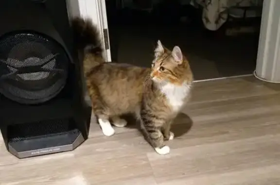 Missing cat Swan, photo: Lost Shy Tabby Cat in Swan Area