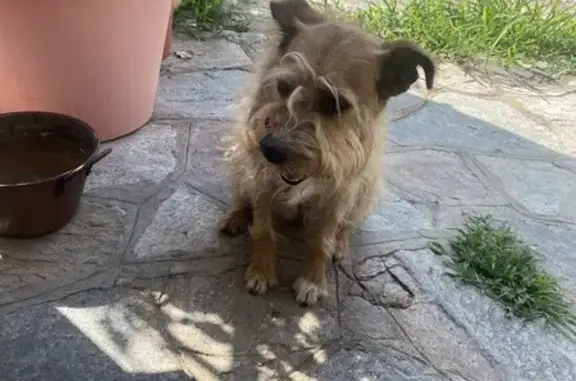 Chien trouvé , photo: Chien griffon trouvé à Santa-Maria-di-Lota