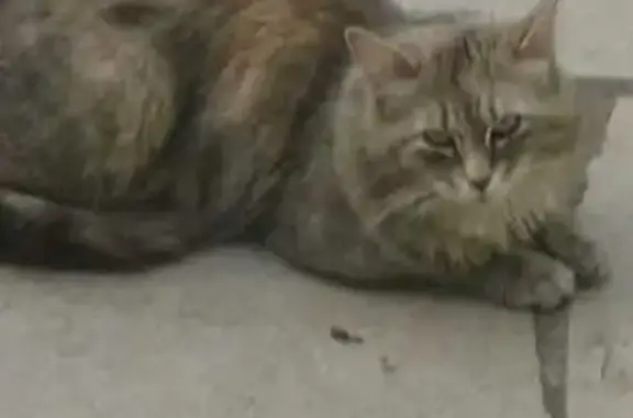 Animaux trouvés Calais, photo: Chatte norvégienne grise trouvée à Calais