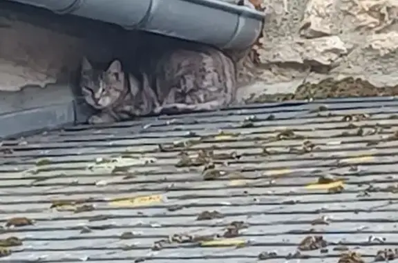 Animaux trouvés Lisieux, photo: Chat tigré apeuré trouvé à Lisieux