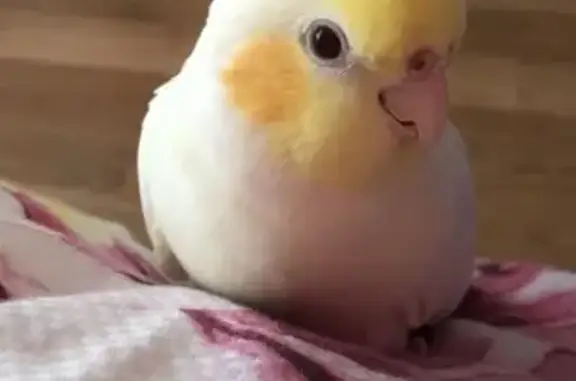 Lost White Cockatiel on Phillips St