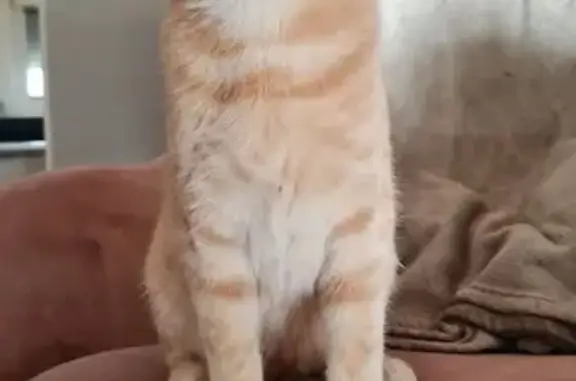 Chat roux Zack 10 mois perdu Triolo - photo