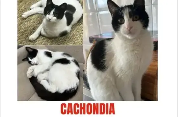 Gata perdida: Cachondia, blanca y negra en Valdemoro