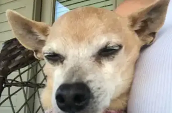 Lost pets , photo: Lost Dog: Bennie, 12, Tan, 8 lbs, FM 346