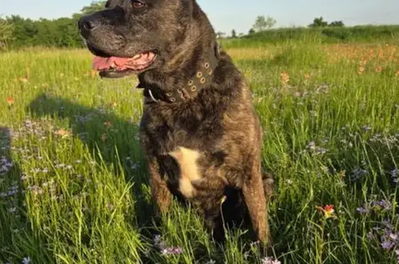 Lost Dog: Brindle Coat, Black Collar