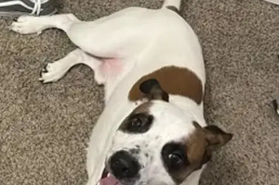 Lost Dog Kai: Help Find Our Sweet Boy