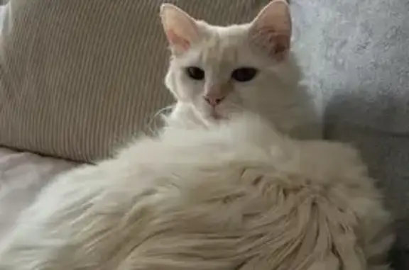 Chat blanc perdu, collier gris, Gujan-Mestras - photo