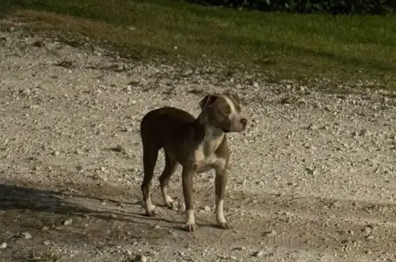 Found dog Hialeah, photo: Help Reunite Lost Pitbull with Owner!