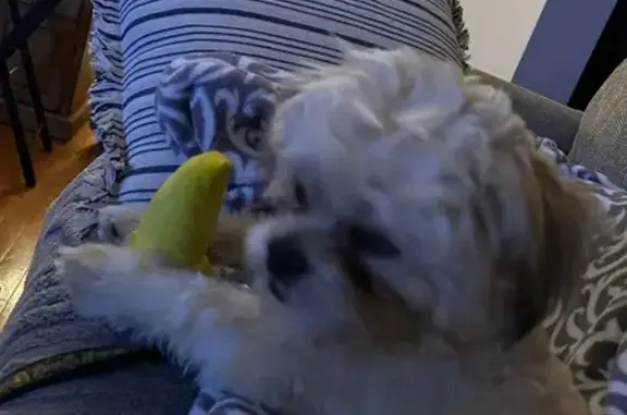 Lost Puppy Cody: Brown-White, Shy, O'Fallon