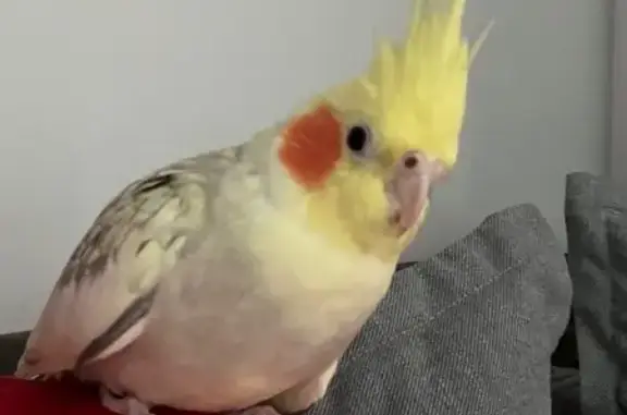 Lost Bird: Small, Bright Orange Cheeks