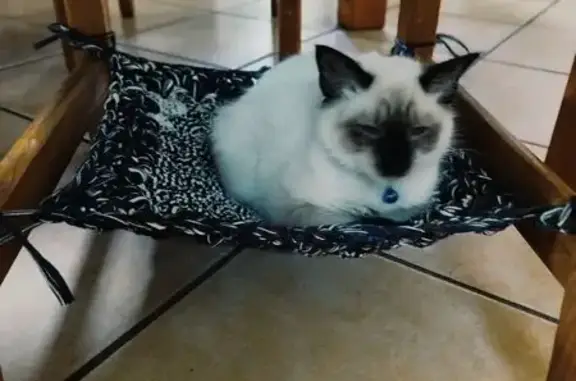 Lost Siamese Cat: Shy with Fluffy Tail