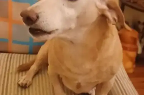 Lost Dachshund Bambam: Help Us Find Him!