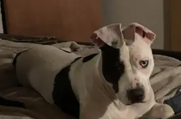 Lost Pitbull: Unique Eyes, North Cochran