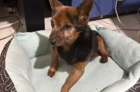 Found dog , photo: Friendly Black & Brown Dog Found on Sayres