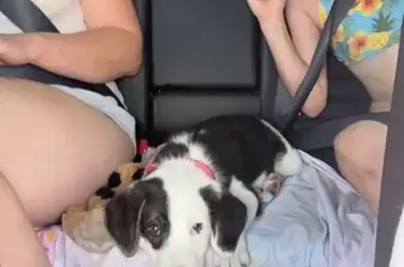 Lost Puppy: White & Black, Red Collar