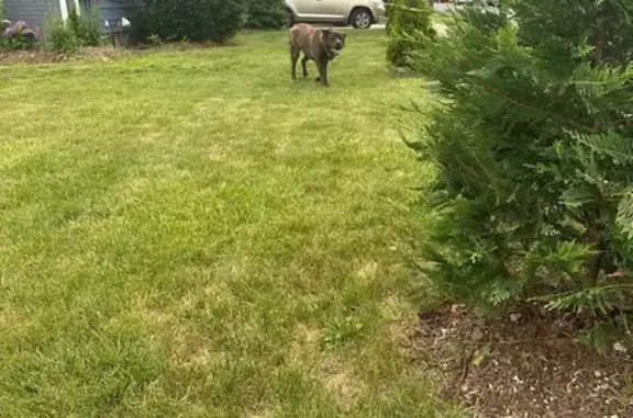 Found dog , photo: Found Dog on Cedar St, Hempstead