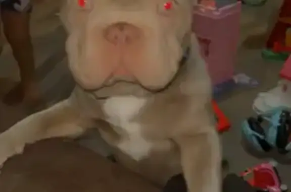 Lost Mini Frenchie: Blue Eyes & Blue Collar