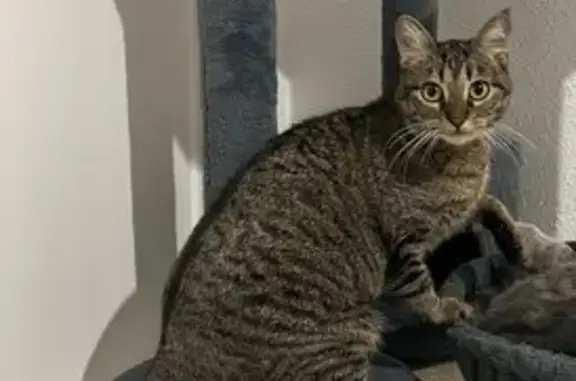 Chat perdu, Montluçon, photo: Chatte grise tigrée perdue à Montluçon