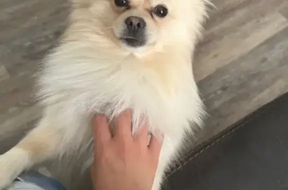 Lost Pomeranian: Neon Orange Harness