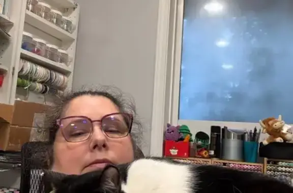 Missing cat Kent, photo: Lost Cat Shadow: Friendly, Skittish - Kent