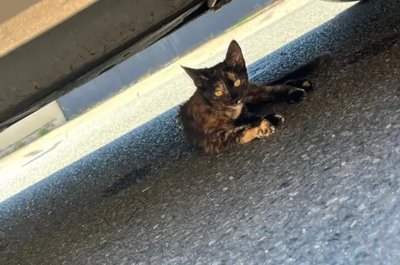 Chat écaille trouvé sous voiture, Yzeure - photo
