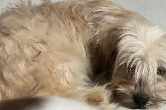Help Find Our Sweet Lost Puppy!