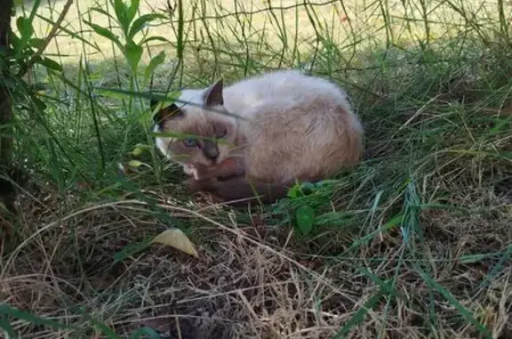 Animaux trouvés Saint-Ciers-sur-Gironde, photo: Chat siamois trouvé à Saint-Ciers-sur-Gironde