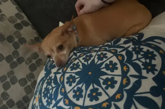Lost: Lucy, Light Brown Deer Head Chihuahua