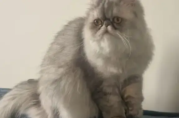 Chat Persan gris/blanc perdu, peureuse - photo