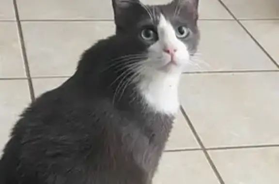 Help Find Theo: Lost Tuxedo Cat in Tahlequah