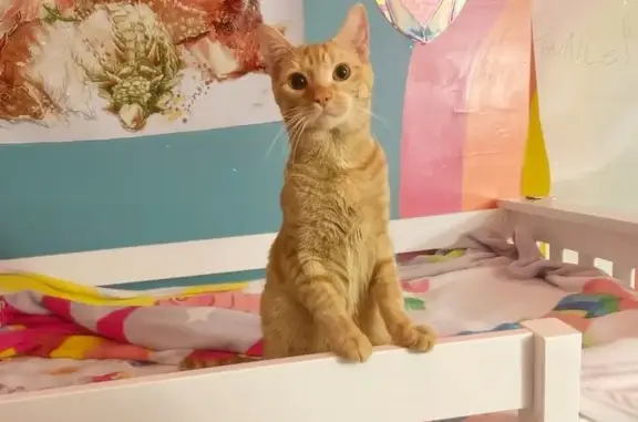 Lost Orange Cat with Stripes! Call Now!