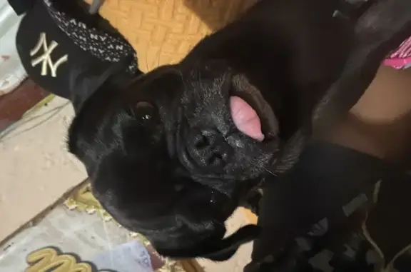 Perro Perdido: Vieja y Tranquila en Cancún