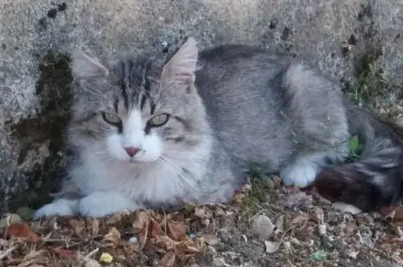 Animaux trouvés Pouligny-Saint-Pierre, photo: Chat gris et blanc trouvé à Pouligny-Saint-Pierre