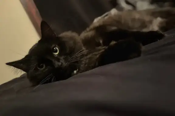 Missing cat Chicago, photo: Lost Cat: Black & Gray in Chicago